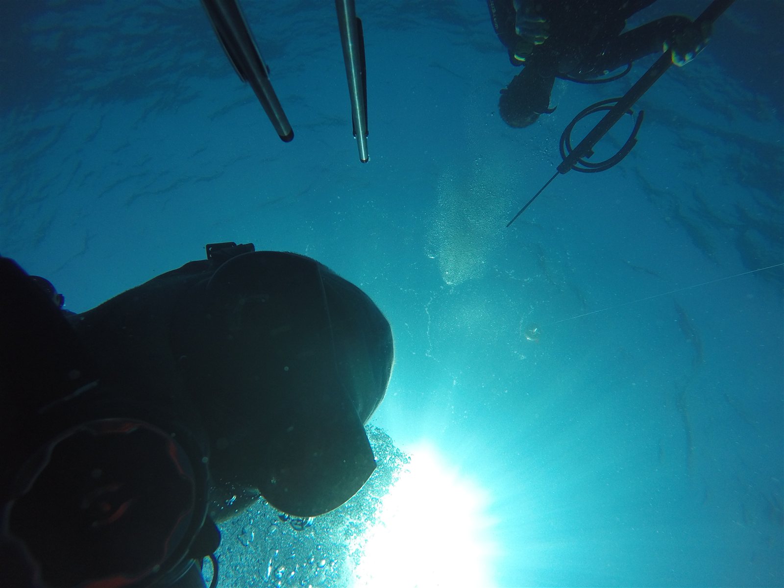 Spiny lobster catch on boat