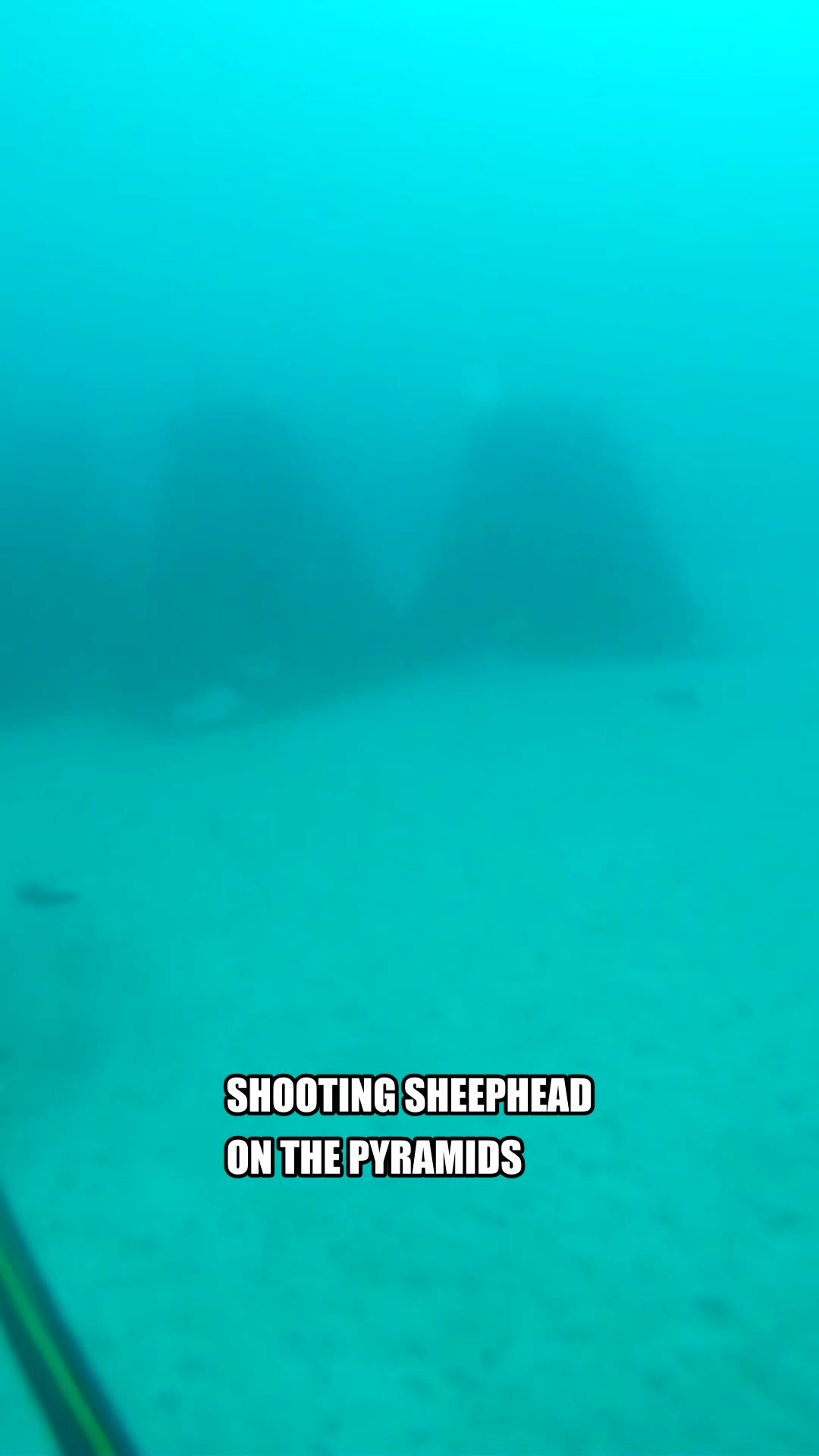Sheepshead spearfishing short poster
